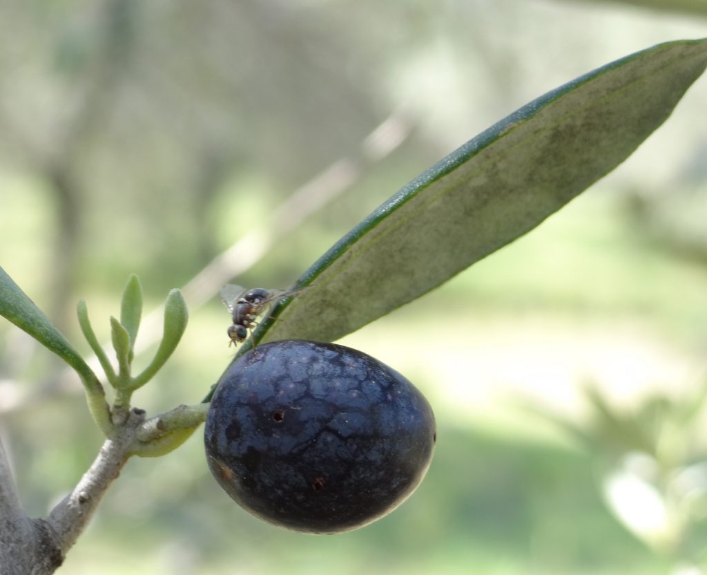 Arboriculture Cearitis Sinspire De La Nature Pour Lutter Contre Les