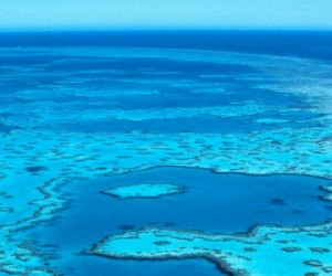 Diminution des récifs coralliens : quelles causes ?
