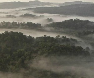 La biomasse aérienne de la végétation de la zone tropicale n’a plus d’impact positif sur le stockage du carbone