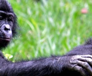 Les bonobos se souviennent de leurs anciens compagnons