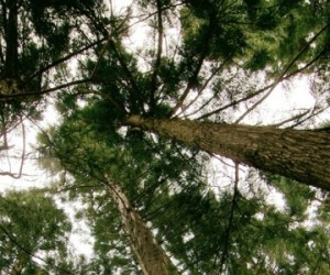 Planter 1200 milliards d'arbres pour limiter le réchauffement