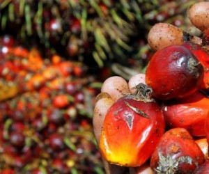 Rejet de l'amendement sur l'huile de palme : les écolos se réjouissent, Total grimace