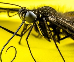 Invasion des insectes : l'économie mondiale affectée