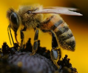 L'Anses veut mieux protéger les abeilles