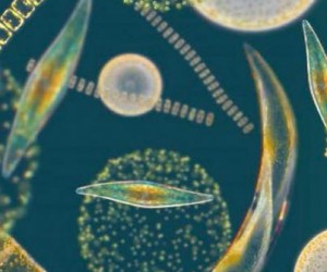 Les nanoparticules d’argent perturbent le phytoplancton