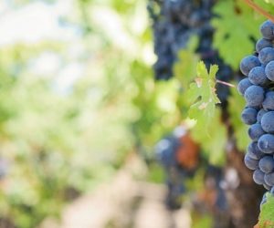Des recherches pour valoriser les déchets viticoles