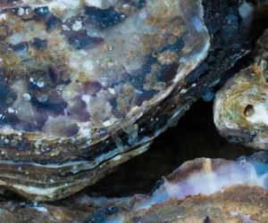 Les microplastiques menacent les huîtres perlières de Polynésie
