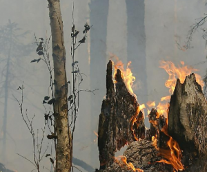 Incendies de forêt : des capteurs sans fil pour sonner l’alarme au plus vite