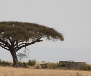 Un meilleur chiffrage des stocks de carbone des arbres d'Afrique subsaharienne