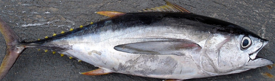 Mercury contamination of tuna remains stable since 1971