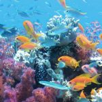 Un nouvel épisode de blanchiment des récifs coralliens à l'échelle mondiale