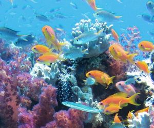 Un nouvel épisode de blanchiment des récifs coralliens à l'échelle mondiale