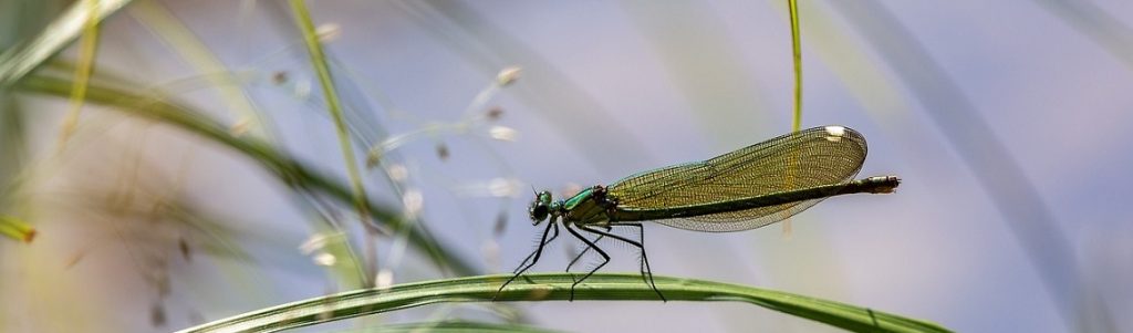 biodiversité