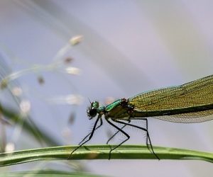 Plus d'une espèce menacée sur deux n'est pas protégée