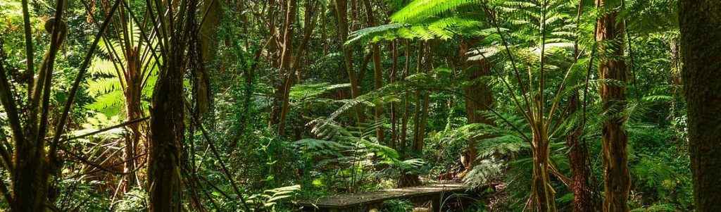 Certaines espèces des zones tropicales pourraient mieux résister au changement climatique