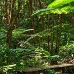 Certaines espèces des zones tropicales pourraient mieux résister au changement climatique