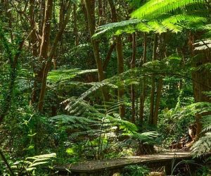 Certaines espèces des zones tropicales pourraient mieux résister au changement climatique