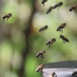 L'IA pour évaluer l'exposition des abeilles aux pesticides