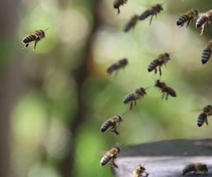 L'IA pour évaluer l'exposition des abeilles aux pesticides