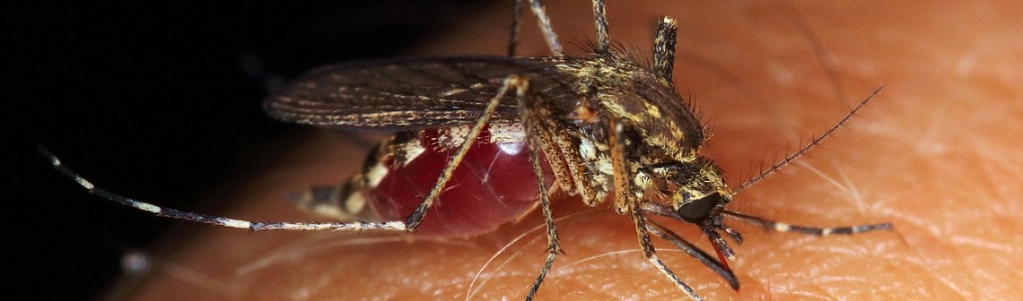 Qista, a French start-up against mosquitoes