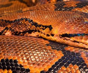 Étudier les pythons pour trouver de nouvelles thérapies cardiaques