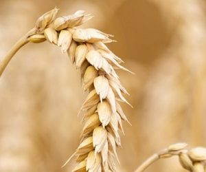 Une baisse historique pour la moisson française de blé tendre