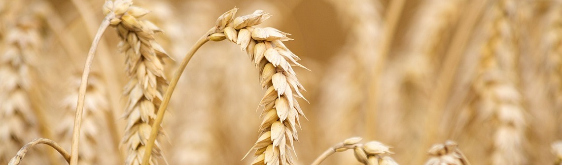 A historic drop for the French soft wheat harvest