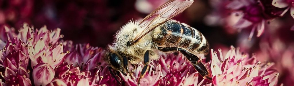 biodiversité