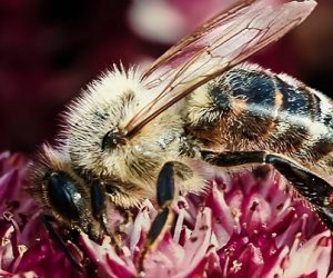 L’effondrement de la biodiversité en Europe est-il une réalité ?