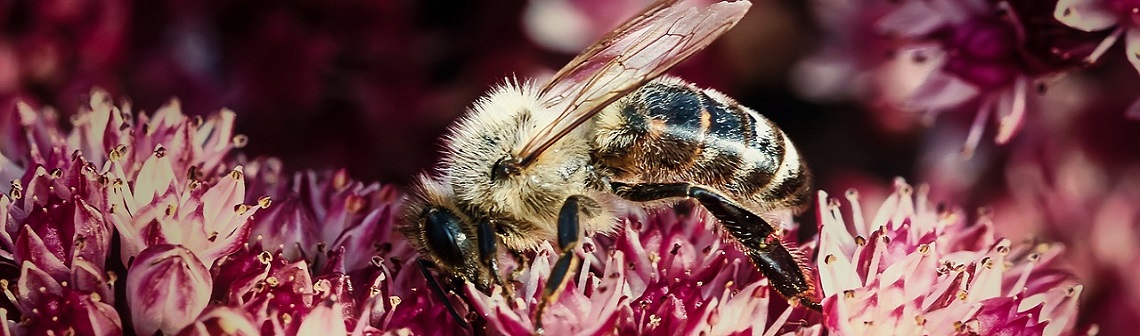 Is the collapse of biodiversity in Europe a reality?