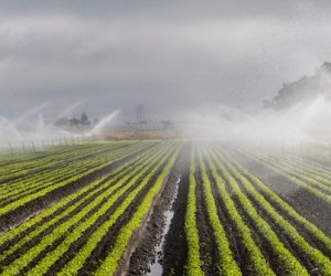 L’agriculture et le textile face à la raréfaction de la ressource eau