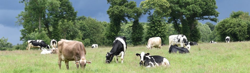 Des pistes pour réduire les émissions de gaz à effet de serre de l'élevage en France