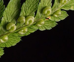 Les plantes ont-elles des yeux ?