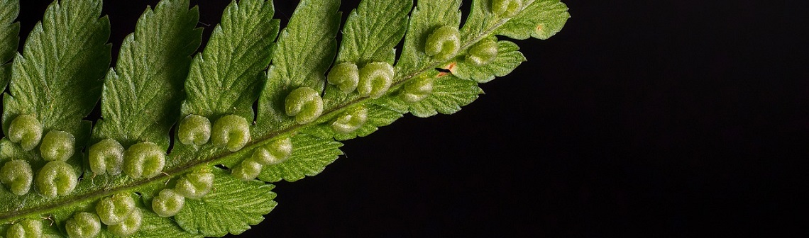 Les plantes ont-elles des yeux ?