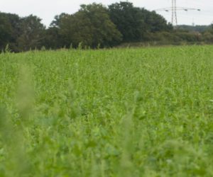 « En termes de temporalité, les projets agricoles sont plus pertinents que les projets forestiers »