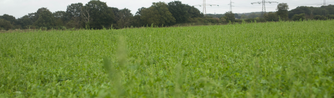 « En termes de temporalité, les projets agricoles sont plus pertinents que les projets forestiers »