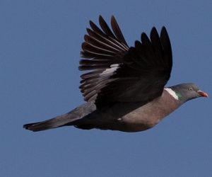 Un robot qui vole comme un oiseau