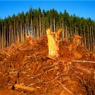 Les biocarburants utilisés en Europe accélèrent la déforestation