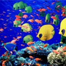 La biodiversité des poissons marins tropicaux porte la trace des récifs coralliens du passé