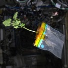 La NASA expérimente un potager dans l'espace
