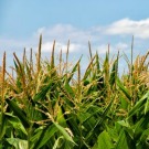 Le commissaire à l'agriculture s'engage sur le maintien de l'étiquetage des OGM