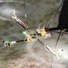 Le tout premier robot à voler au gré du relief sans accéléromètre grâce à son oeil bio-inspiré