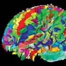 En vidéo : 4 choses étranges que nous savons sur le cerveau humain grâce à l’IRM
