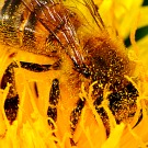 Pourquoi faut-il sauver les abeilles&nbsp;?