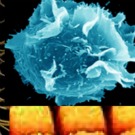 ALLEMAGNE : Controverse sur l'étude par BASF des effets de nanomatériaux sur la santé