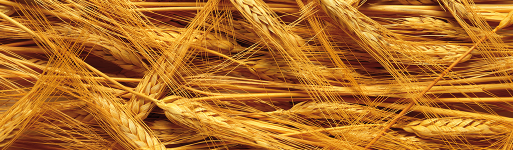 3173 / Ramassage du blé pour ce ravissant ouvrage en fin crochet écru. 38cm  X 49cm