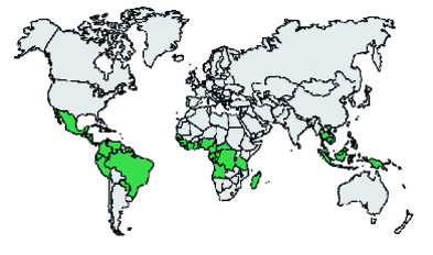 Worldwide distribution of oil palm cultivation