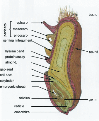 Wheat grain and husks