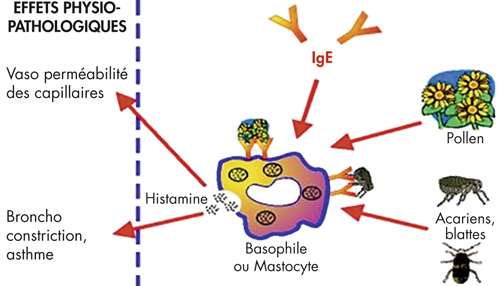 Schéma simplifié de l’allergie de type I