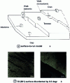 Figure 4 - Stepped surface (photos by R. Cinti and J.-Y. Veuillen)